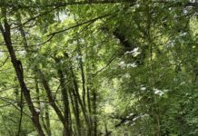 Како да се пријавите за движење во шумите на Шар Планина