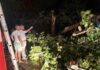 Паднати дрвја, оштетени возила и кровови на куќи, по силно невреме што го погоди Стар Дојран