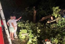 Паднати дрвја, оштетени возила и кровови на куќи, по силно невреме што го погоди Стар Дојран
