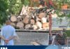 Каде ќе завршат огромните стебла од паднатите дрвја по невремето во Скопје