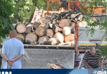 Каде ќе завршат огромните стебла од паднатите дрвја по невремето во Скопје