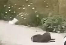 Македонката која усмрти куче во Улцињ доби притвор од 30 дена